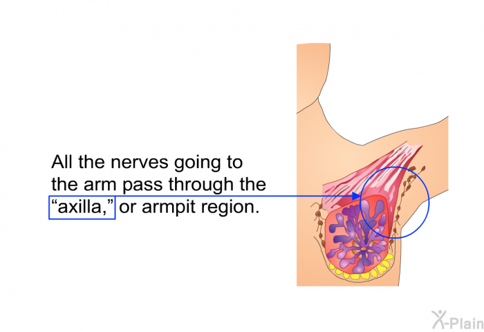 All the nerves going to the arm pass through the “axilla,” or armpit region.