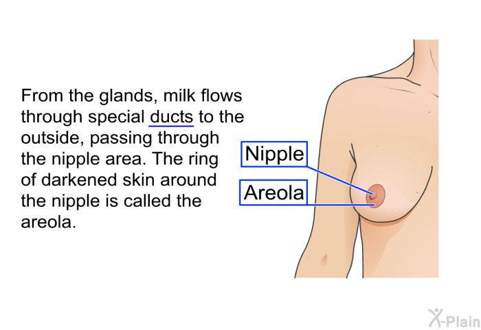 From the glands, milk flows through special ducts to the outside, passing through the nipple area. The ring of darkened skin around the nipple is called the areola.