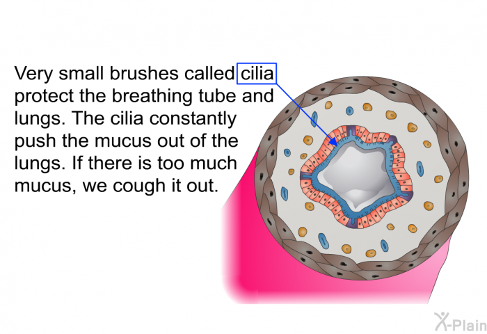 Very small brushes called cilia protect the breathing tube and lungs. The cilia constantly push the mucus out of the lungs. If there is too much mucus, we cough it out.