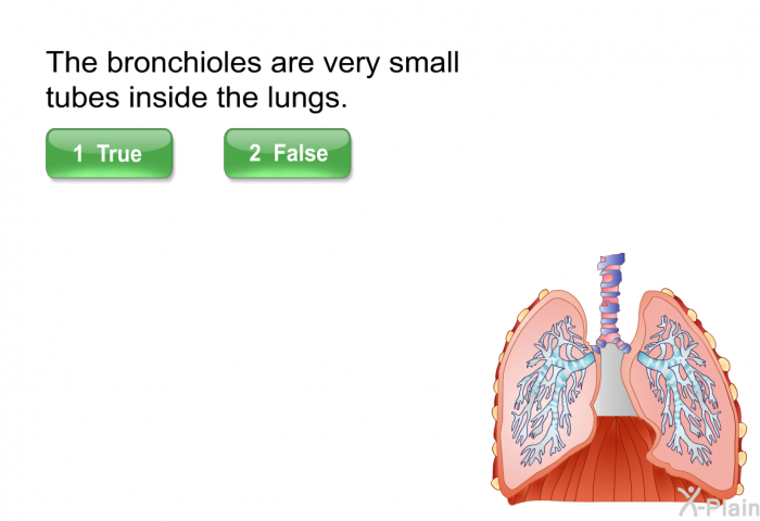 The bronchioles are very small tubes inside the lungs. Select True or False.