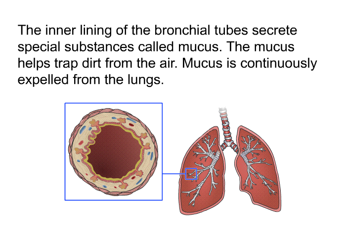 The inner lining of the bronchial tubes secrete special substances called mucus. The mucus helps trap dirt from the air. Mucus is continuously expelled from the lungs.
