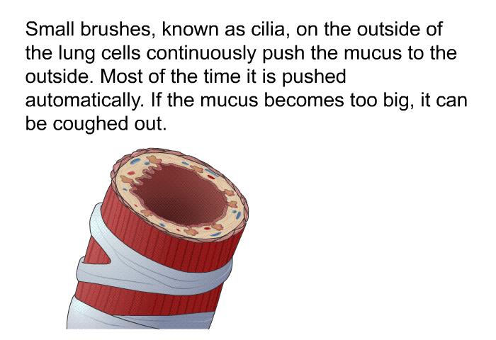 Small brushes, known as cilia, on the outside of the lung cells continuously push the mucus to the outside. Most of the time it is pushed automatically. If the mucus becomes too big, it can be coughed out.