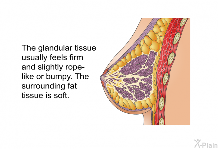 The glandular tissue usually feels firm and slightly rope-like or bumpy. The surrounding fat tissue is soft.