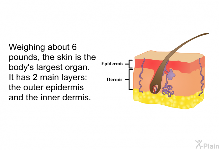 Weighing about 6 pounds, the skin is the body's largest organ. It has 2 main layers: the outer epidermis and the inner dermis.