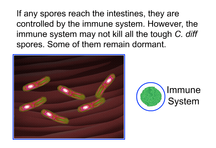 If any spores reach the intestines, they are controlled by the immune system. However, the immune system may not kill all the tough <I>C. diff </I>spores. Some of them remain dormant.