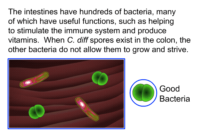The intestines have hundreds of bacteria, many of which have useful functions, such as helping to stimulate the immune system and produce vitamins. When <I>C. diff </I>spores exist in the colon, the other bacteria do not allow them to grow and strive.