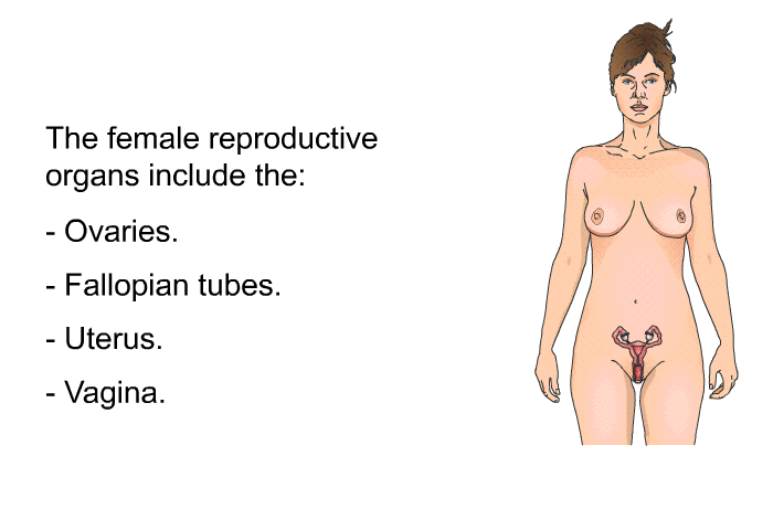 The female reproductive organs include the:  Ovaries. Fallopian tubes. Uterus. Vagina.
