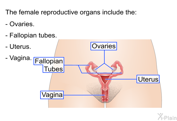 The female reproductive organs include the:  Ovaries. Fallopian tubes. Uterus. Vagina.
