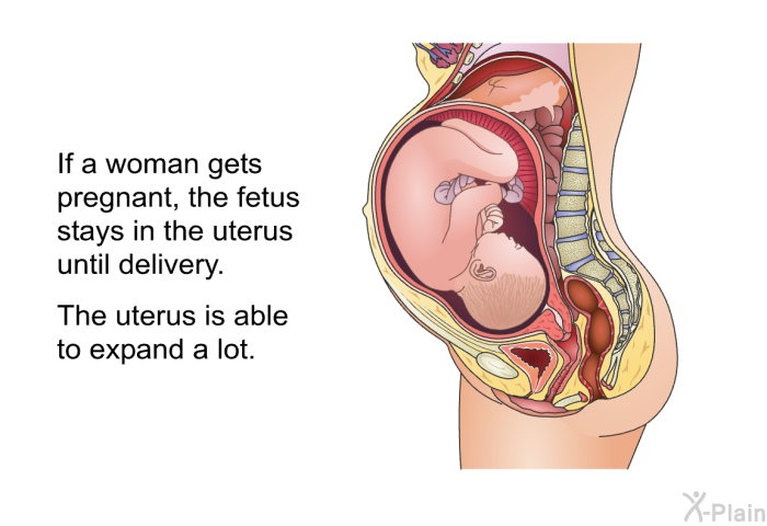 If a woman gets pregnant, the fetus stays in the uterus until delivery. The uterus is able to expand a lot.