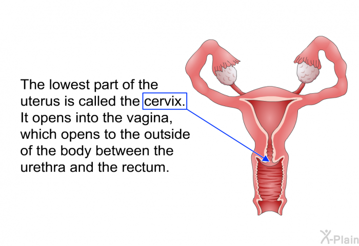 The lowest part of the uterus is called the cervix. It opens into the vagina, which opens to the outside of the body between the urethra and the rectum.