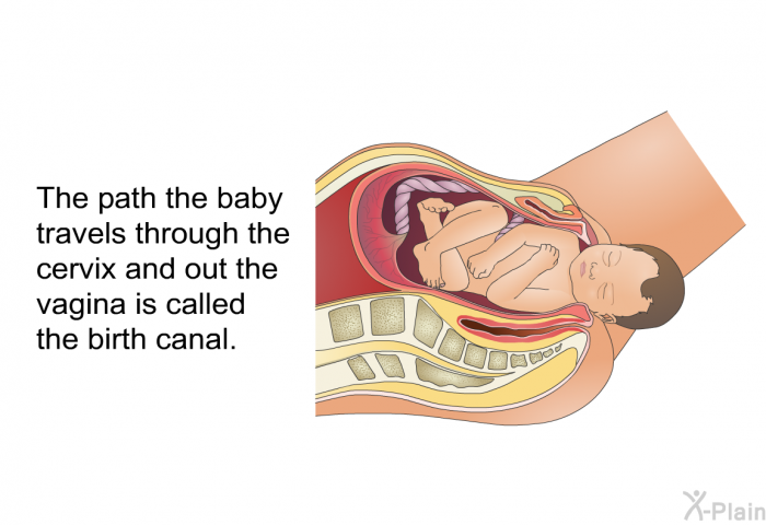 The path the baby travels through the cervix and out the vagina is called the birth canal.