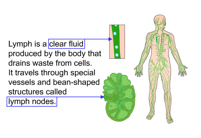 Lymph is a clear fluid produced by the body that drains waste from cells. It travels through special vessels and bean-shaped structures called lymph nodes.