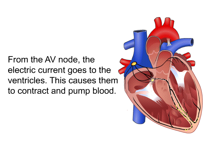From the AV node, the electric current goes to the ventricles. This causes them to contract and pump blood.