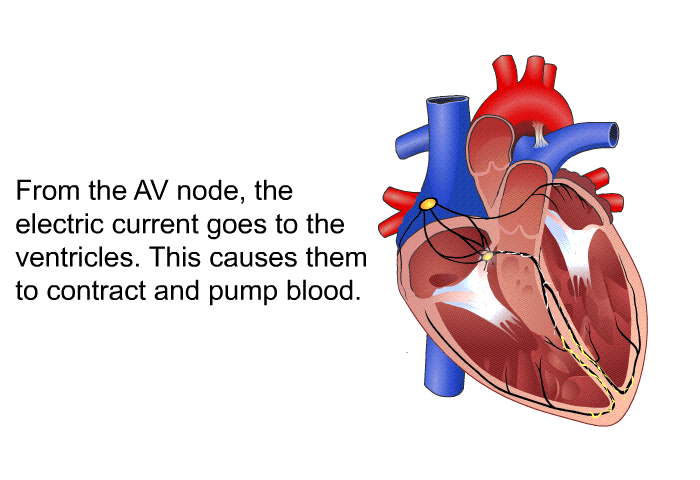 From the AV node, the electric current goes to the ventricles. This causes them to contract and pump blood.