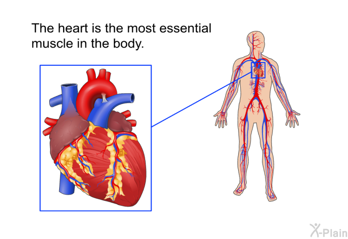 The heart is the most essential muscle in the body.