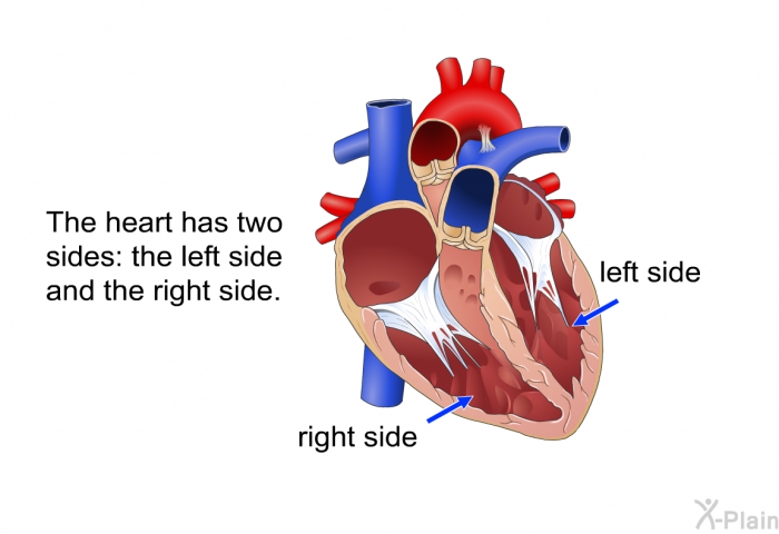 The heart has two sides: the left side and the right side.