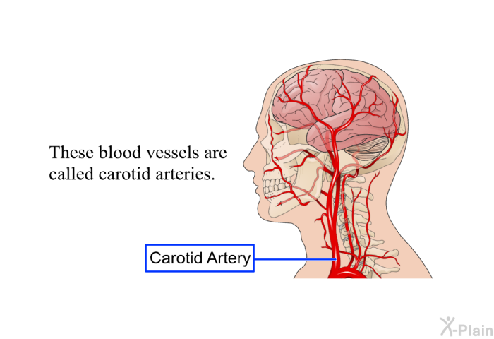 These blood vessels are called carotid arteries.