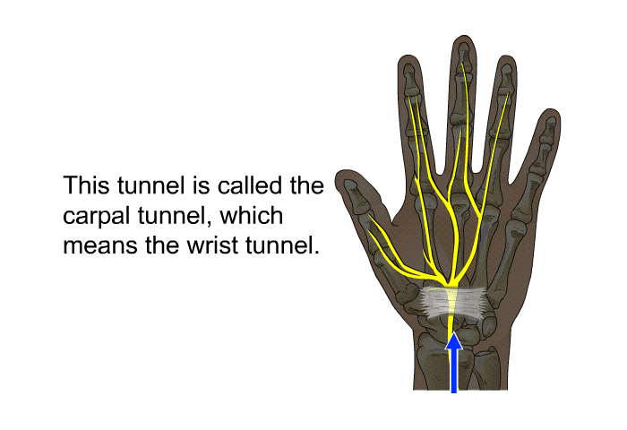 This tunnel is called the carpal tunnel, which means the wrist tunnel.