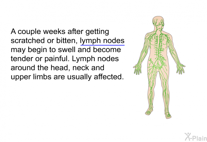 A couple weeks after getting scratched or bitten, lymph nodes may begin to swell and become tender or painful. Lymph nodes around the head, neck and upper limbs are usually affected.