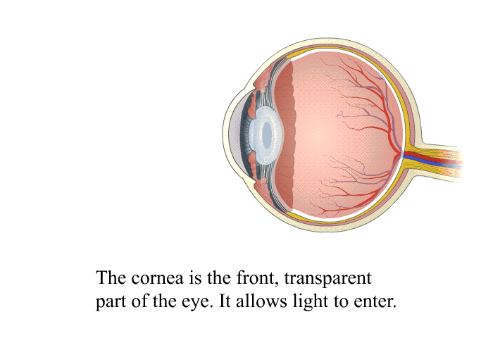 The cornea is the front, transparent part of the eye. It allows light to enter.