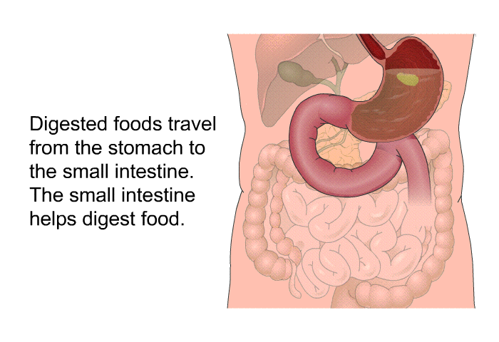Digested foods travel from the stomach to the small intestine. The small intestine helps digest food.