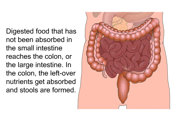 Digested food that has not been absorbed in the small intestine reaches the colon, or the large intestine. In the colon, the left-over nutrients get absorbed and stools are formed.