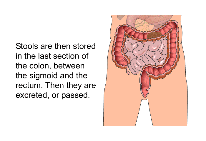 Stools are then stored in the last section of the colon, between the sigmoid and the rectum. Then they are excreted, or passed.