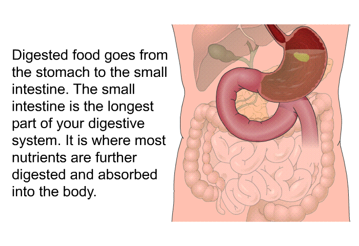 Digested food goes from the stomach to the small intestine. The small intestine is the longest part of your digestive system. It is where most nutrients are further digested and absorbed into the body.