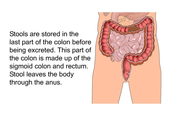 Stools are stored in the last part of the colon before being excreted. This part of the colon is made up of the sigmoid colon and rectum. Stool leaves the body through the anus.