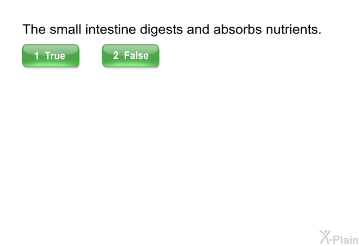 The small intestine digests and absorbs nutrients.