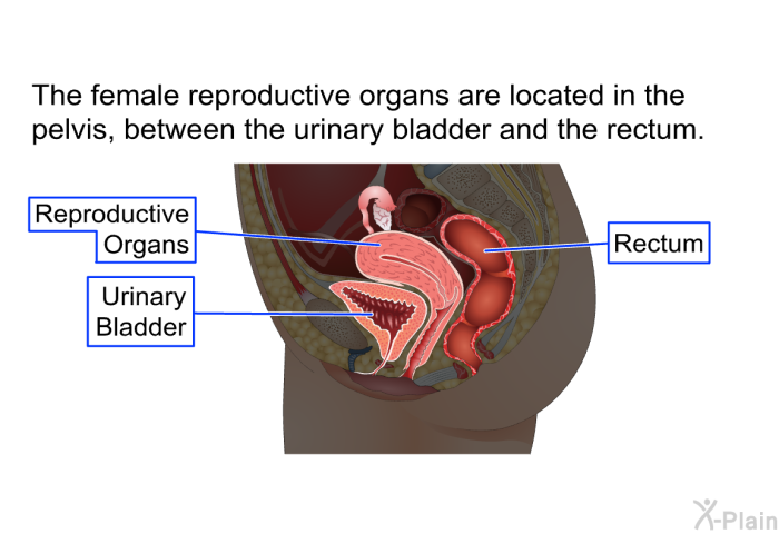 The female reproductive organs are located in the pelvis, between the urinary bladder and the rectum.