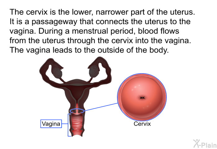 The cervix is the lower, narrower part of the uterus. It is a passageway that connects the uterus to the vagina. During a menstrual period, blood flows from the uterus through the cervix into the vagina. The vagina leads to the outside of the body.