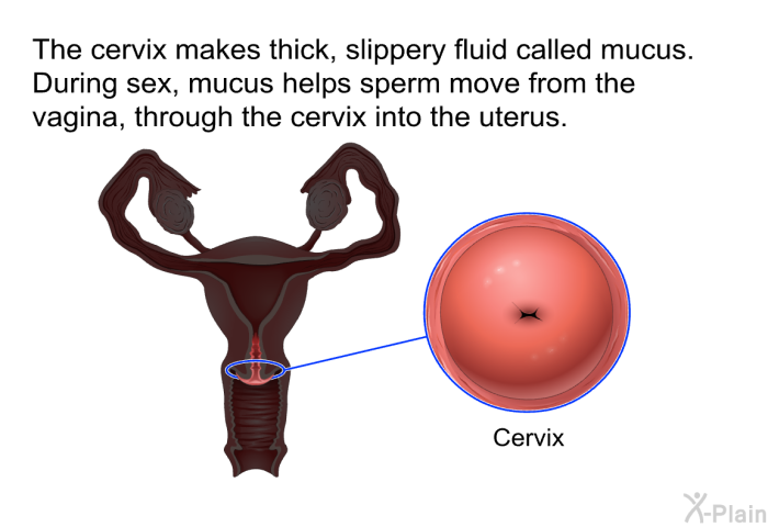 The cervix makes thick, slippery fluid called mucus. During sex, mucus helps sperm move from the vagina, through the cervix into the uterus.