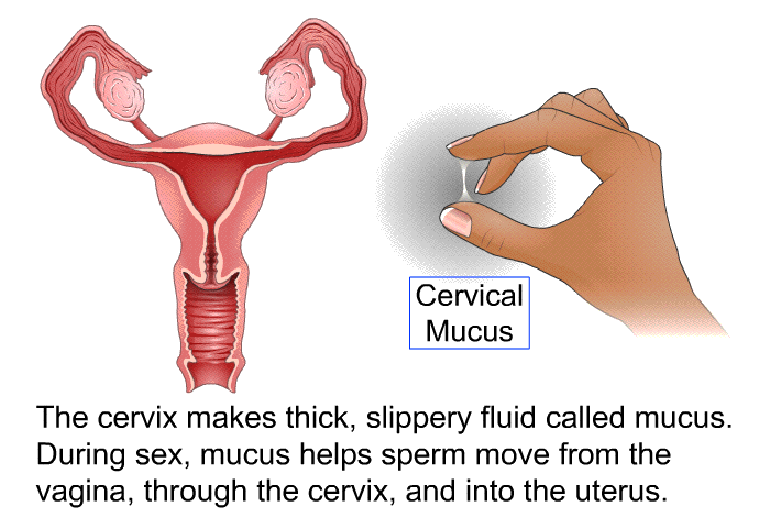 The cervix makes thick, slippery fluid called mucus. During sex, mucus helps sperm move from the vagina, through the cervix and into the uterus.