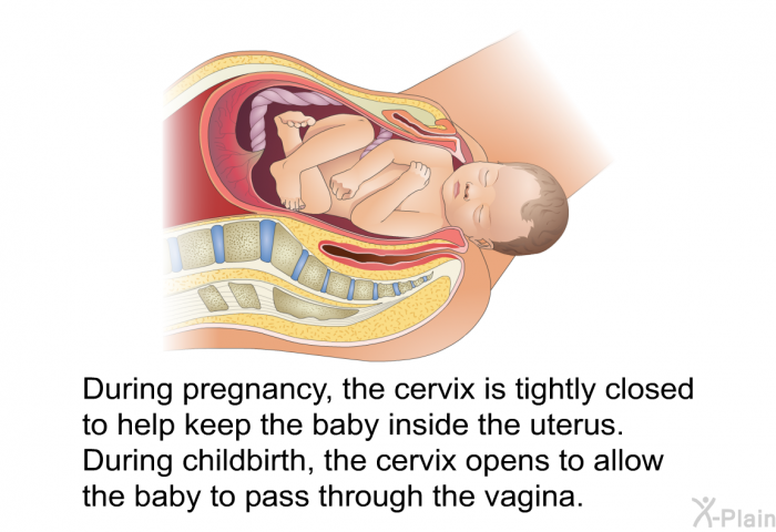 During pregnancy, the cervix is tightly closed to help keep the baby inside the uterus. During childbirth, the cervix opens to allow the baby to pass through the vagina.