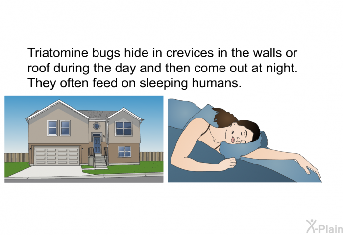 Triatomine bugs hide in crevices in the walls or roof during the day and then come out at night. They often feed on sleeping humans.