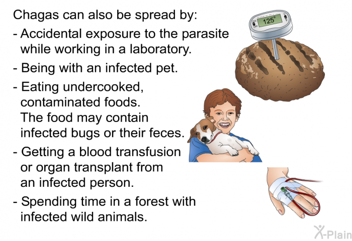 Chagas can also be spread by:  Accidental exposure to the parasite while working in a laboratory. Being with an infected pet. Eating undercooked, contaminated foods. The food may contain infected bugs or their feces. Getting a blood transfusion or organ transplant from an infected person. Spending time in a forest with infected wild animals.