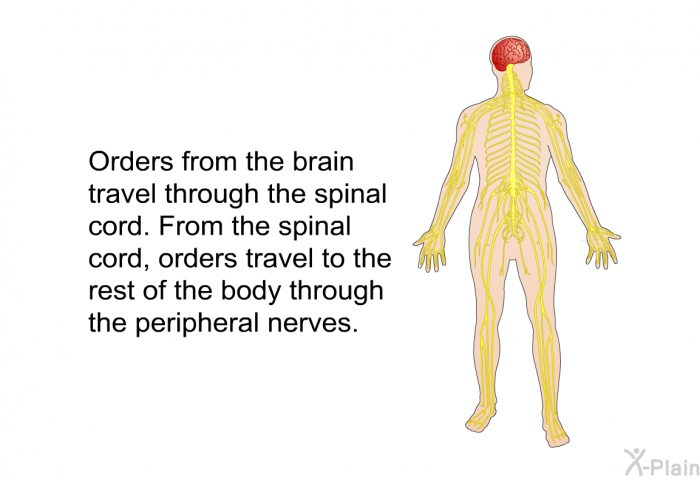 Orders from the brain travel through the spinal cord. From the spinal cord, orders travel to the rest of the body through the peripheral nerves.