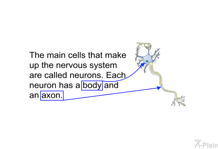 The main cells that make up the nervous system are called neurons. Each neuron has a body and an axon.