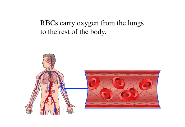 RBCs carry oxygen from the lungs to the rest of the body.