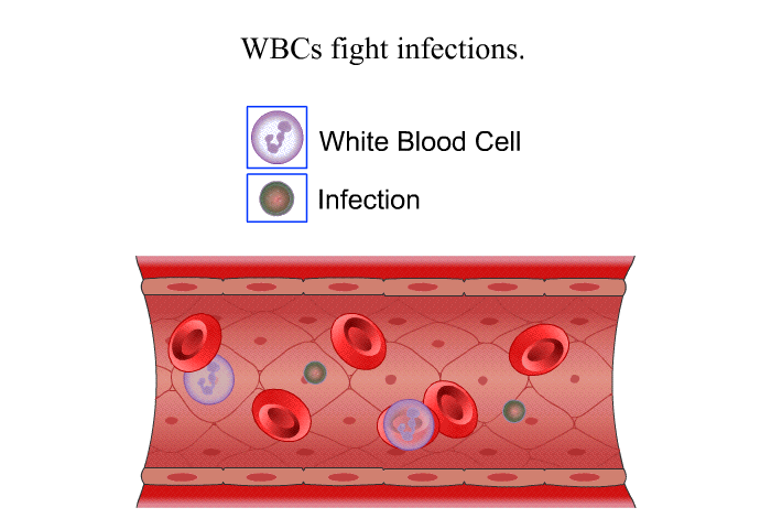 WBCs fight infections.