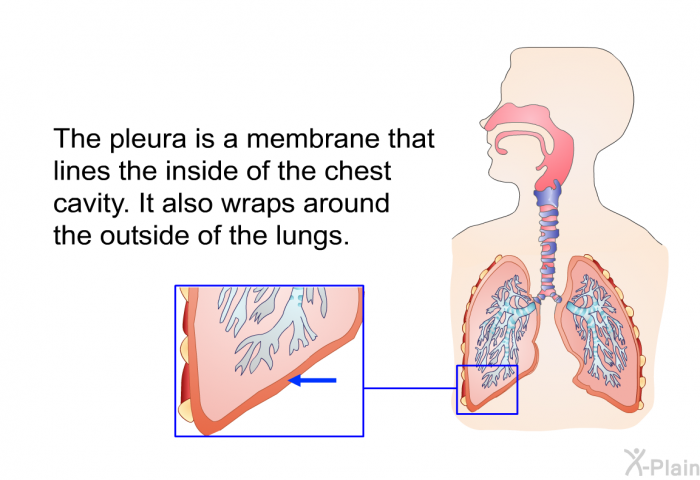 The pleura is a membrane that lines the inside of the chest cavity. It also wraps around the outside of the lungs.