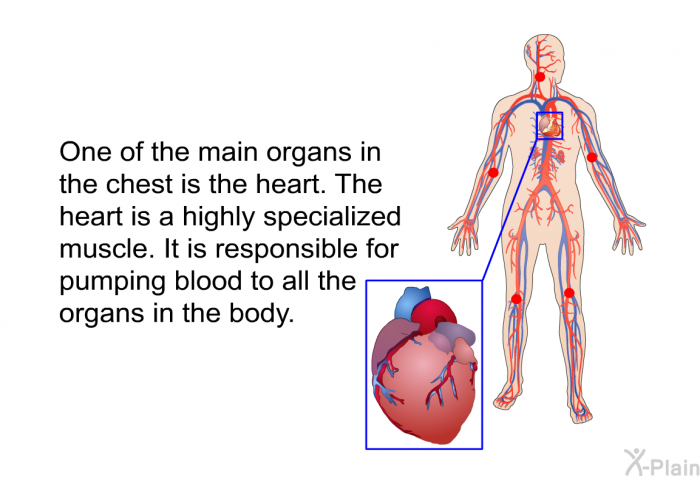 One of the main organs in the chest is the heart. The heart is a highly specialized muscle. It is responsible for pumping blood to all the organs in the body.