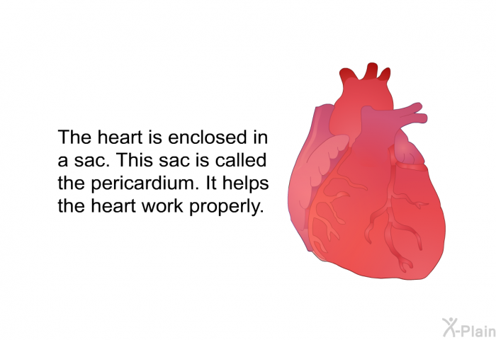 The heart is enclosed in a sac. This sac is called the pericardium. It helps the heart work properly.