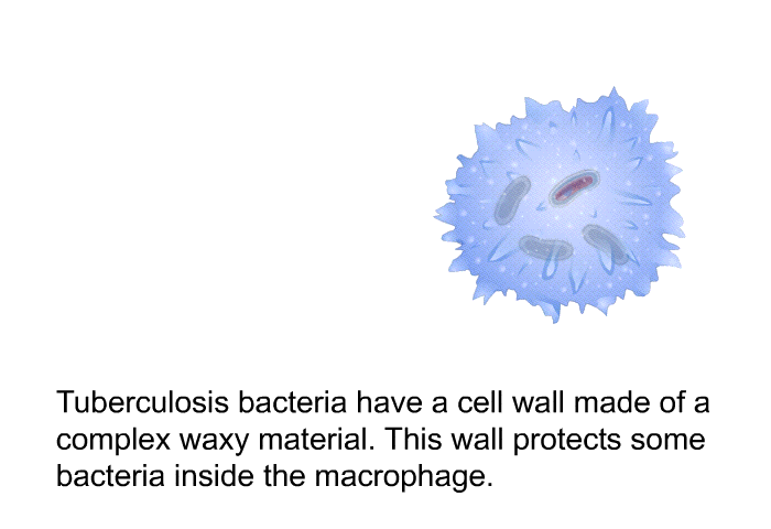 Tuberculosis bacteria have a cell wall made of a complex waxy material. This wall protects some bacteria inside the macrophage.
