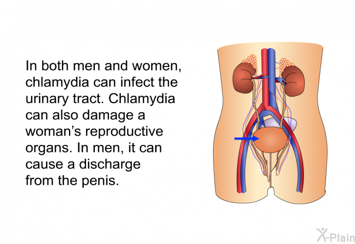In both men and women, chlamydia can infect the urinary tract. Chlamydia can also damage a woman's reproductive organs. In men, it can cause a discharge from the penis.