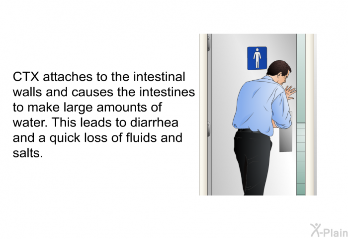 CTX attaches to the intestinal walls and causes the intestines to make large amounts of water. This leads to diarrhea and a quick loss of fluids and salts.