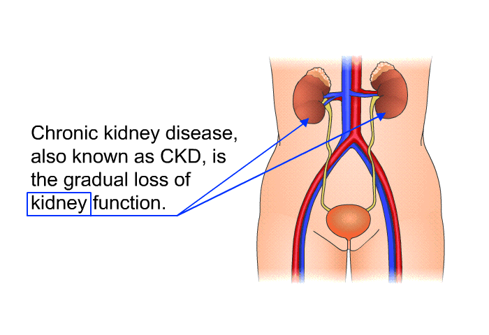 Chronic kidney disease, also known as CKD, is the gradual loss of kidney function.