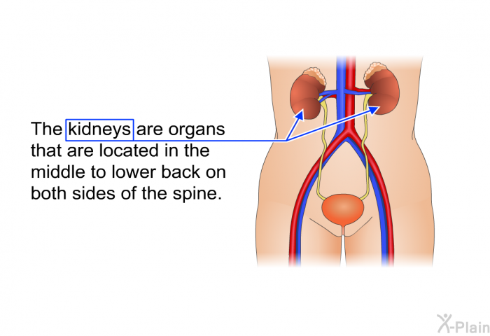 The kidneys are organs that are located in the middle to lower back on both sides of the spine.
