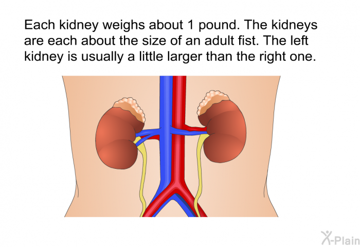 Each kidney weighs about 1 pound. The kidneys are each about the size of an adult fist. The left kidney is usually a little larger than the right one.